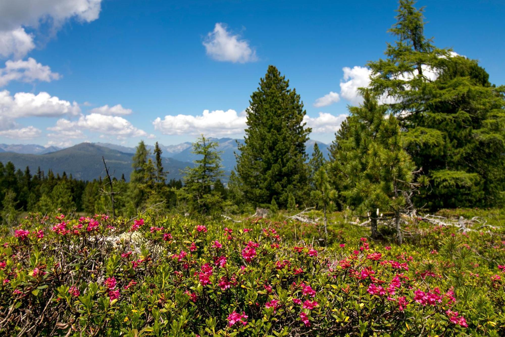 Feriendorf Murau By Alps Resorts エクステリア 写真